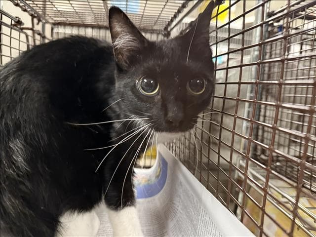 Unknown - Domestic Short Hair