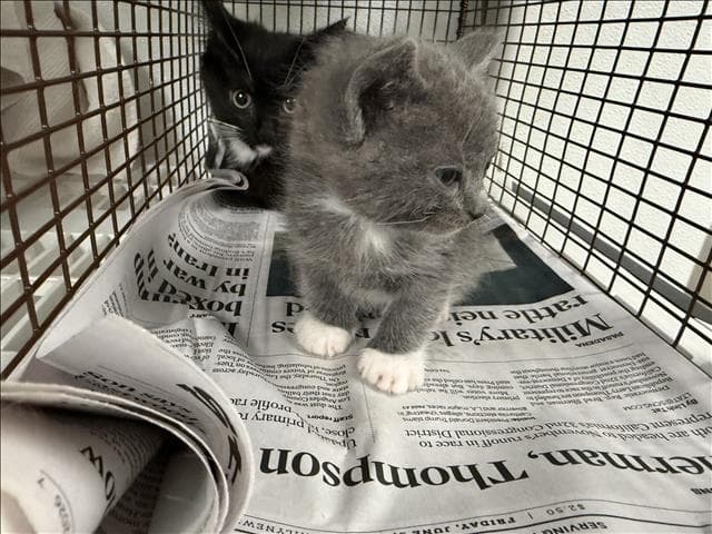 Unknown - Domestic Short Hair