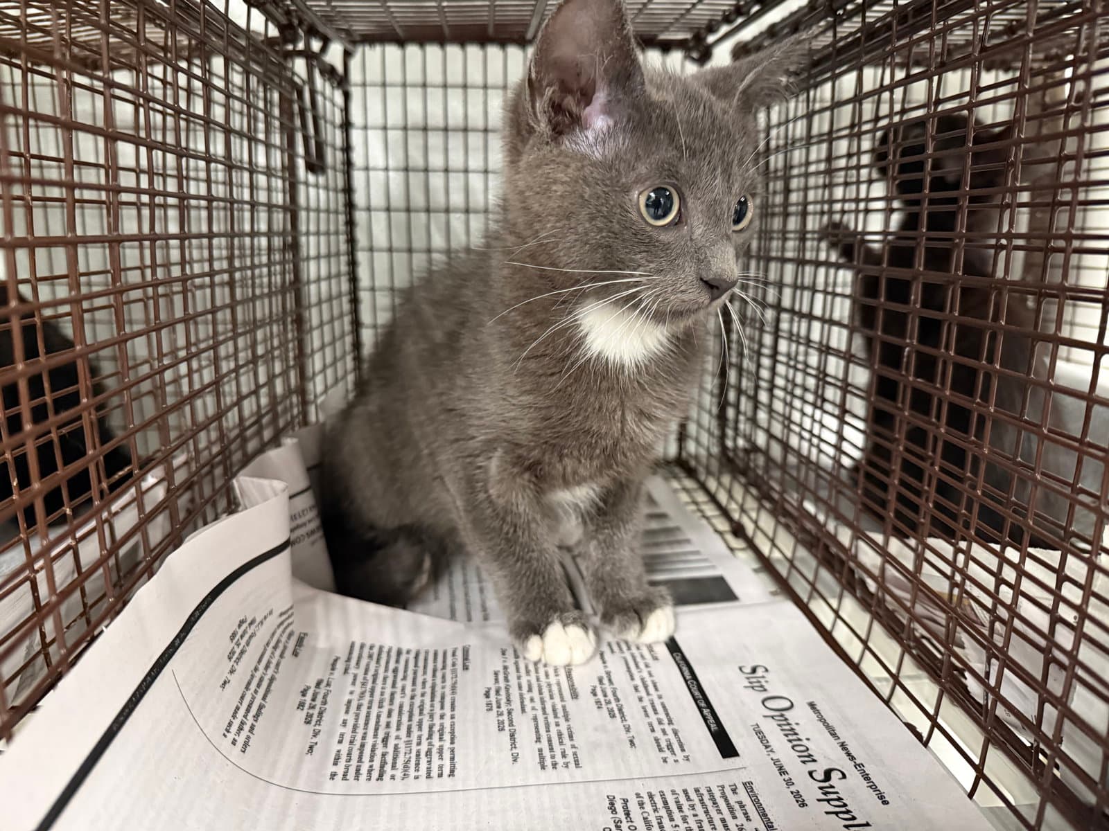 Unknown - Domestic Short Hair