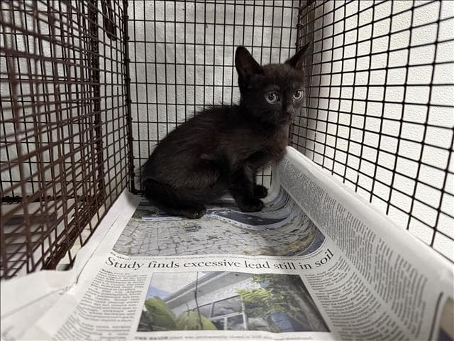 Unknown - Domestic Short Hair