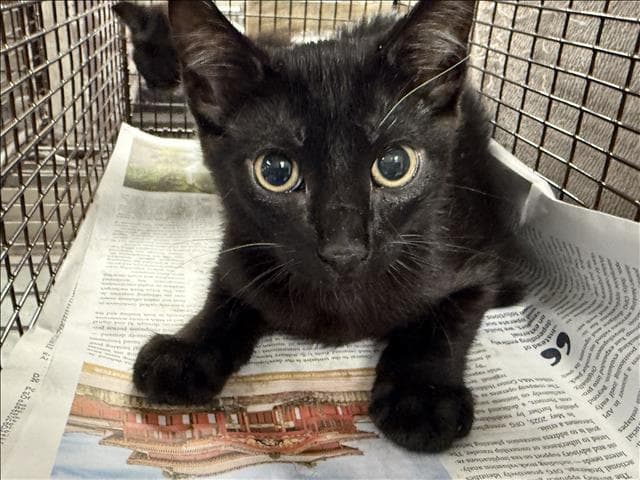 Unknown - Domestic Short Hair
