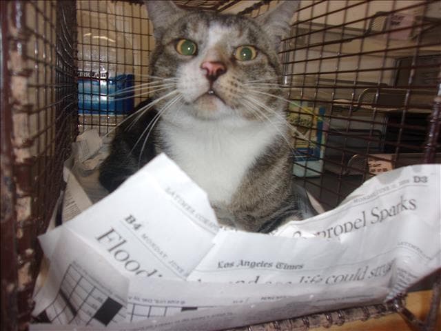 Mancha - Domestic Short Hair