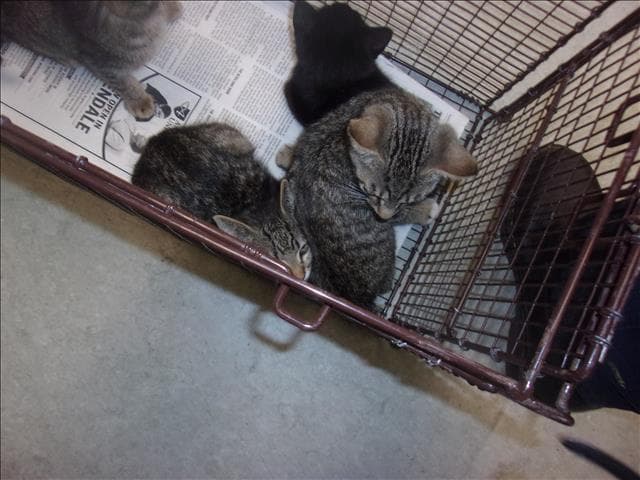 Pixie - Domestic Short Hair