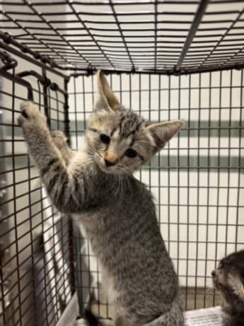 Tomato - Domestic Short Hair