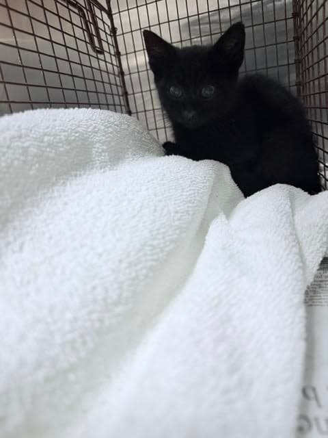 Dipsy - Domestic Short Hair