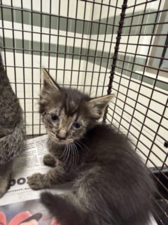 Bun Bun - Domestic Short Hair