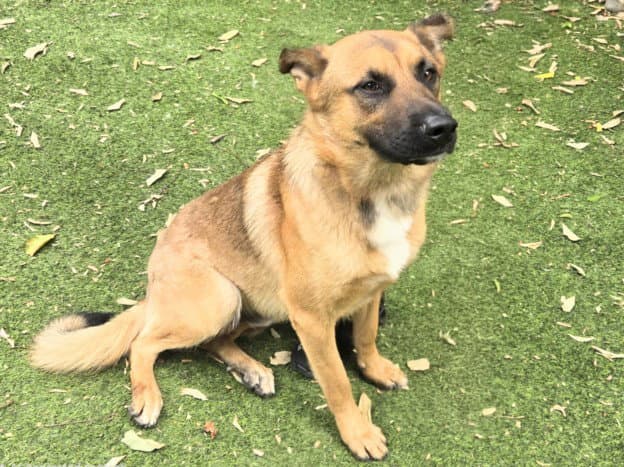 Woody - German Shepherd Dog