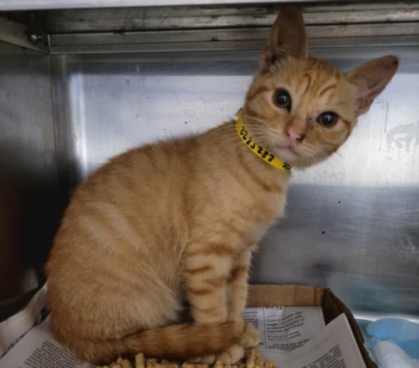 Cutie - Domestic Short Hair