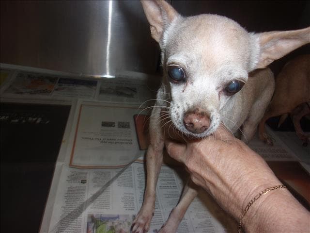 Bambi - Chihuahua
