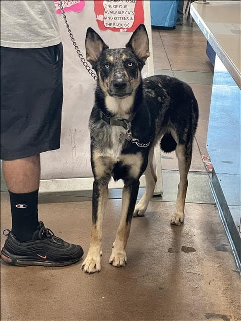 Cannon - Australian Kelpie