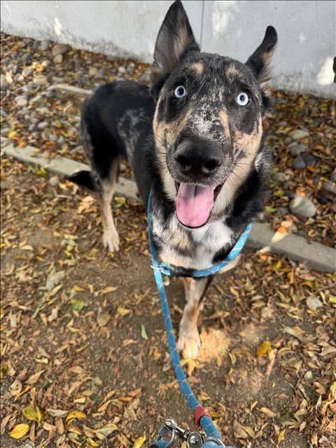 Cannon - Australian Kelpie