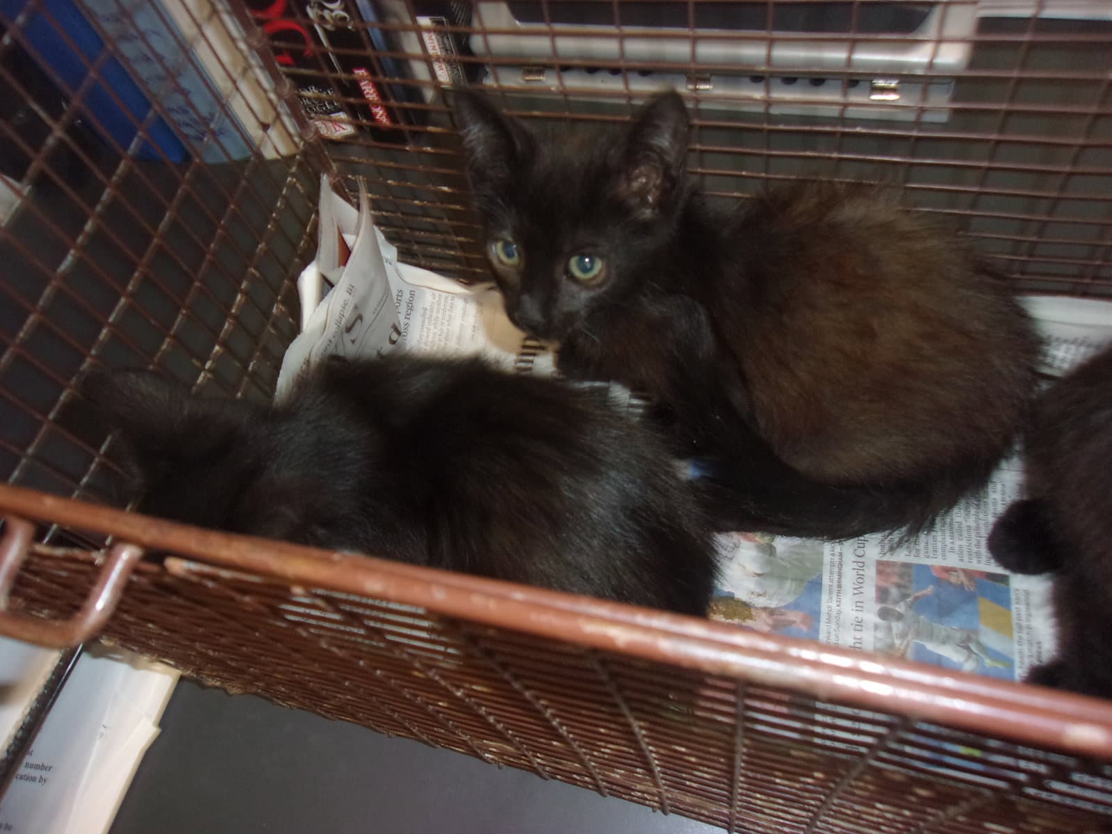 Charcoal - Domestic Short Hair