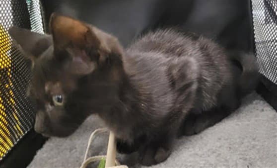 Sue - Domestic Short Hair