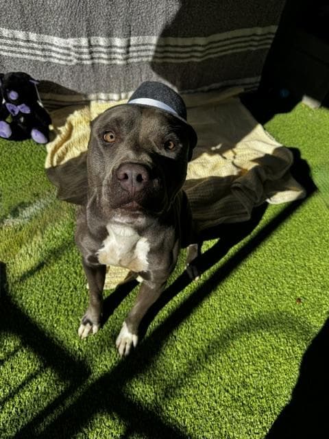 Loco - Pit Bull Terrier