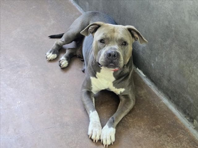 Loca - Pit Bull Terrier