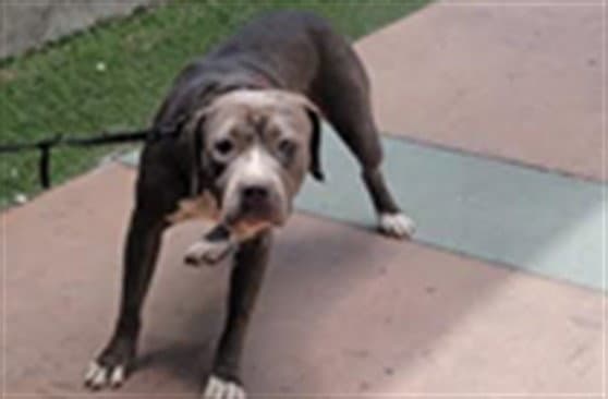 Pinky - Pit Bull Terrier