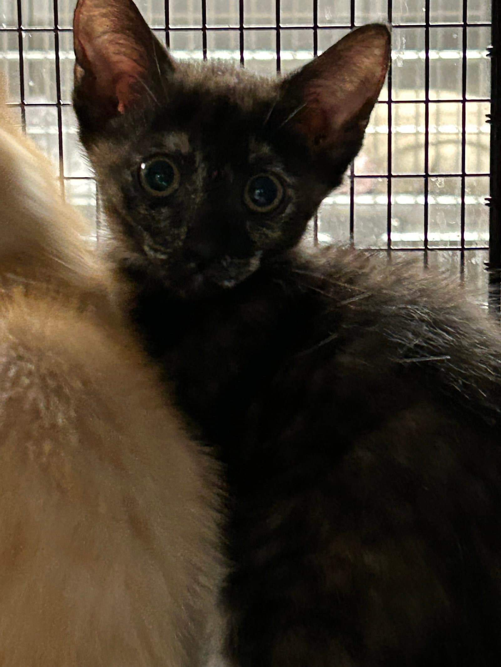 Penny - Domestic Short Hair