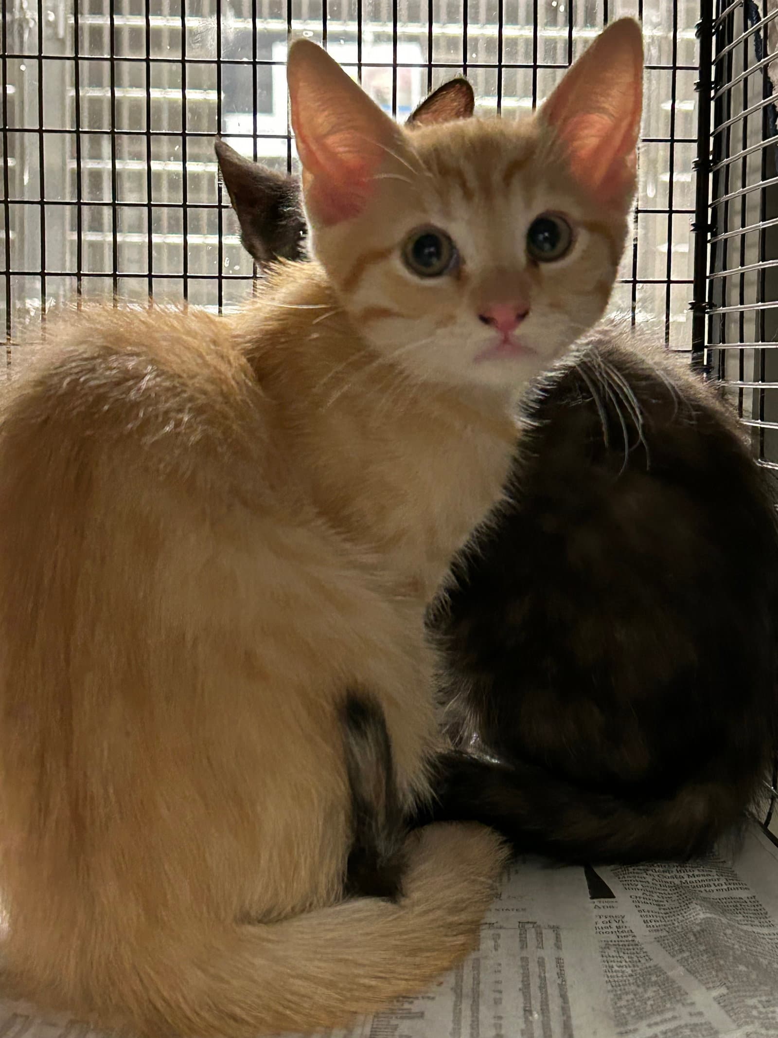 Puma - Domestic Short Hair