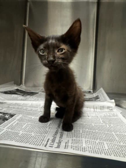 Mila - Domestic Short Hair