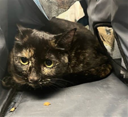 Franchesca - Domestic Short Hair