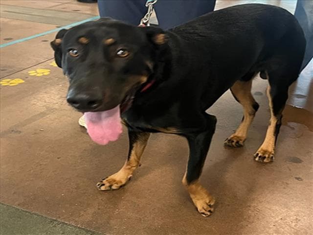 Daytona - Doberman Pinscher