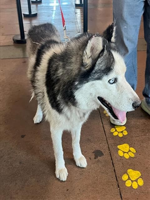 Michael Jackson - Siberian Husky