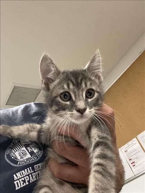 Unknown - Domestic Short Hair