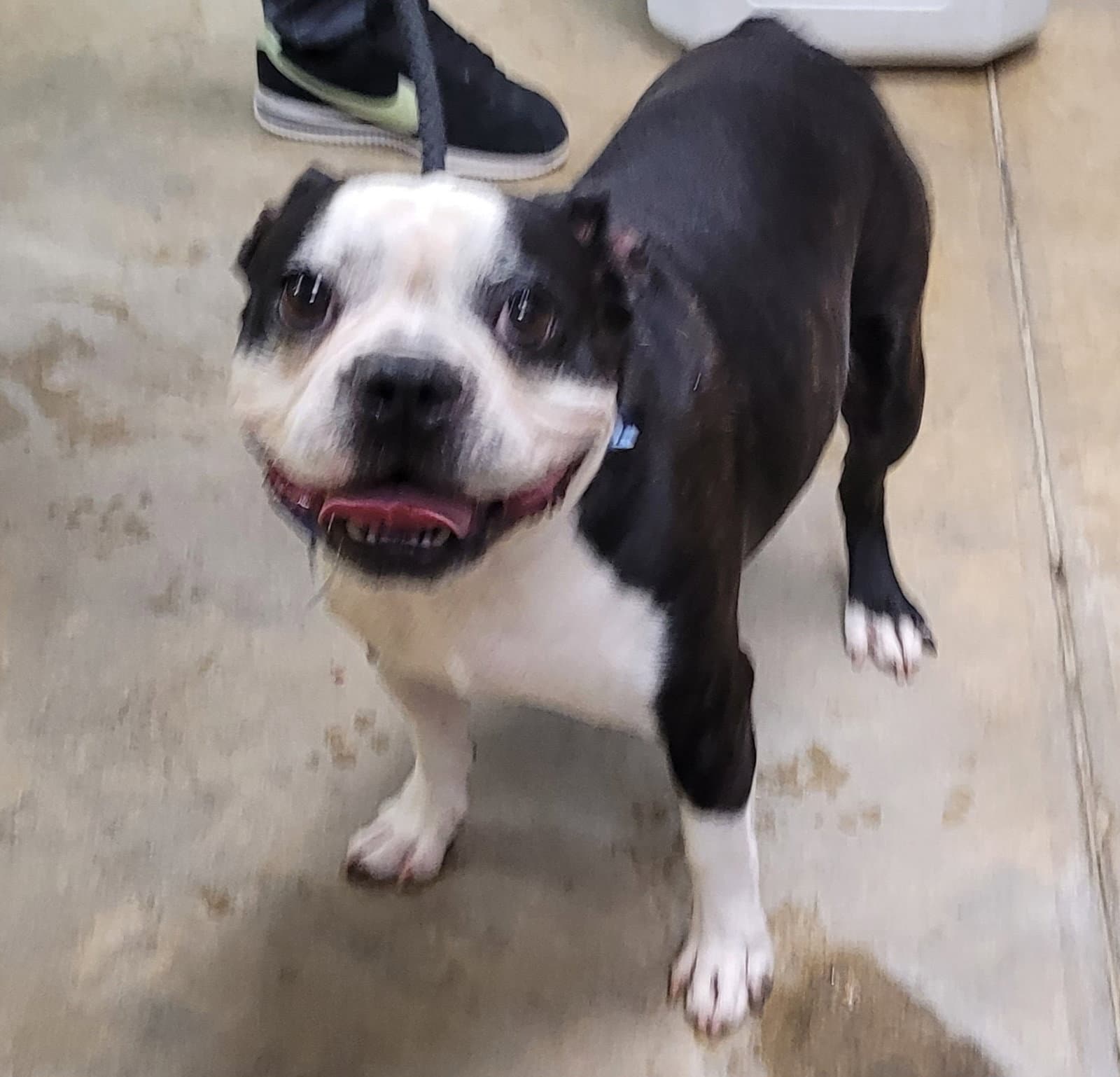 Coco - Boston Terrier