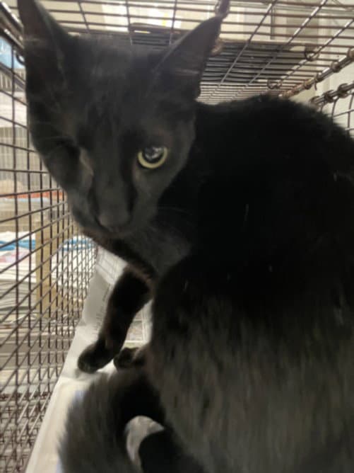 Missy - Domestic Short Hair