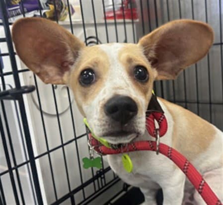 Milo - Chihuahua