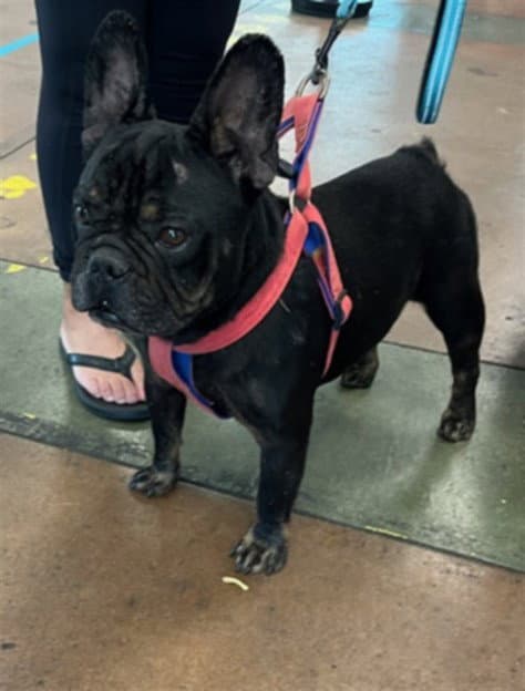 Boss Angel Flower - French Bulldog