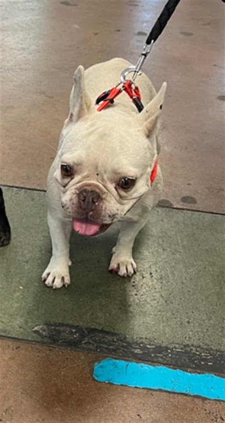 Miss Elizabeth - French Bulldog