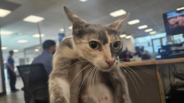 Carla - Domestic Short Hair