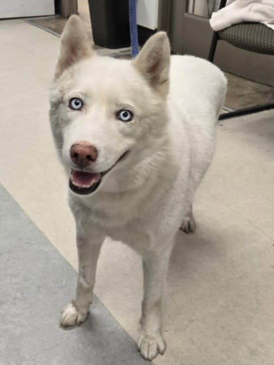 Snowy - Siberian Husky