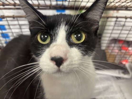 Sable - Domestic Medium Hair