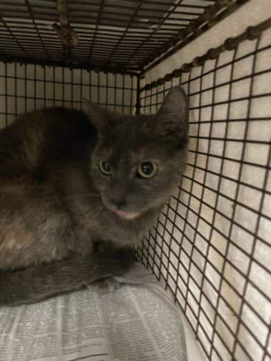 Jess - Domestic Short Hair