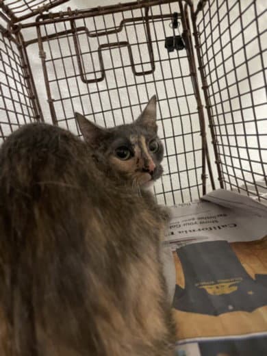 Linda - Domestic Short Hair
