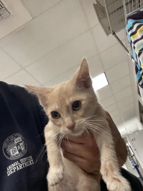 Levi - Domestic Short Hair
