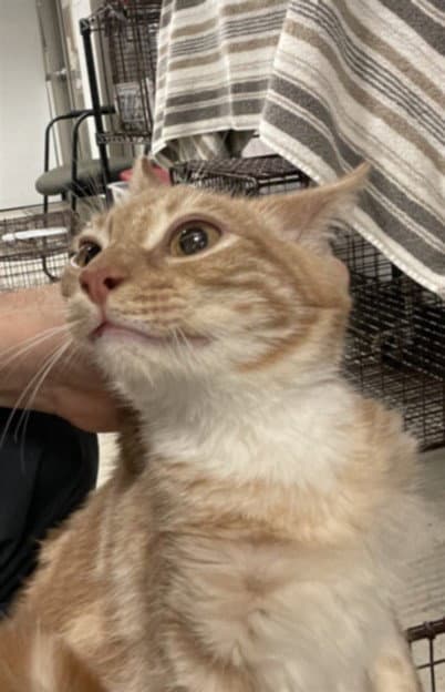 Philipp - Domestic Short Hair