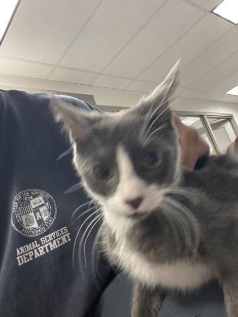Thadaeus - Domestic Short Hair