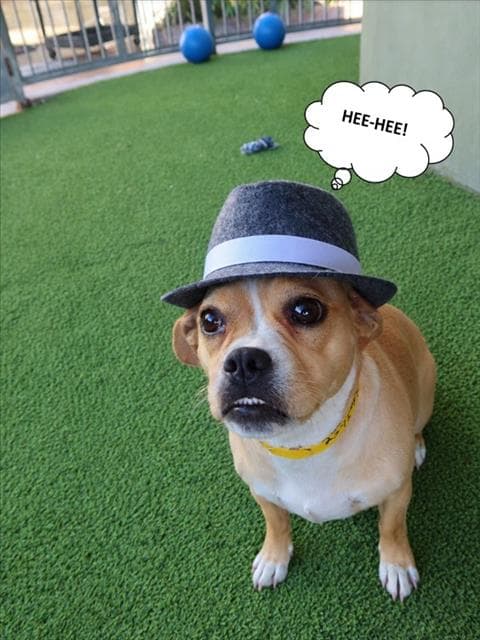 Lilli - Chihuahua