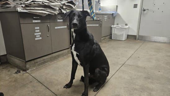 Phantom - Labrador Retriever