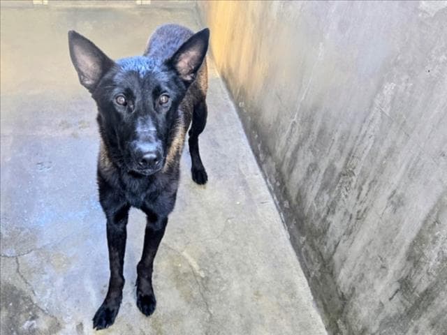 Paulie - Belgian Shepherd Malinois