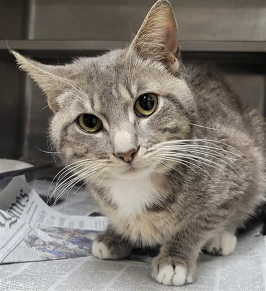 Judd - Domestic Short Hair