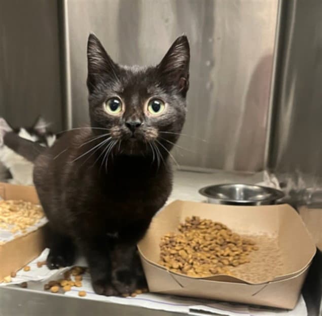 Flow - Domestic Short Hair