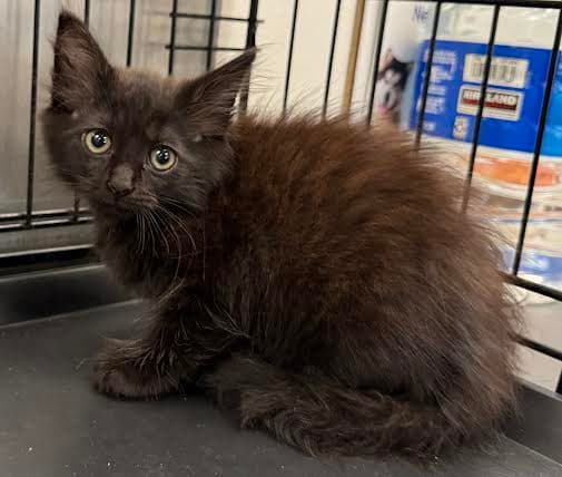 Bingo - Domestic Medium Hair