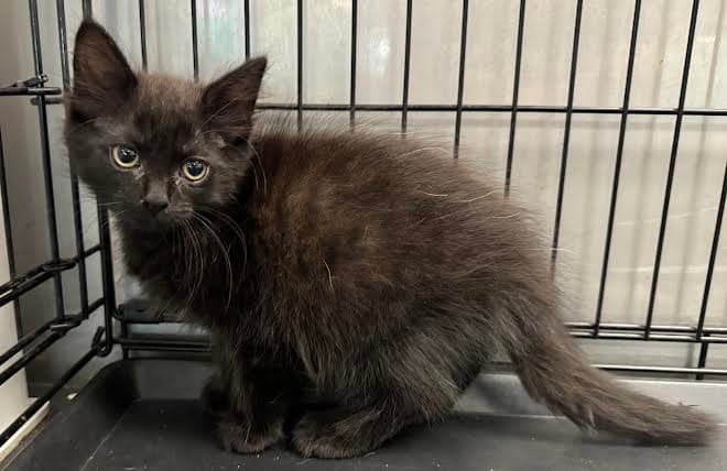 Jonny - Domestic Medium Hair