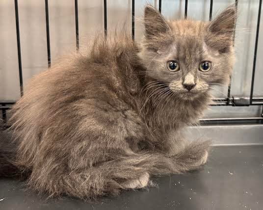 Flint - Domestic Medium Hair
