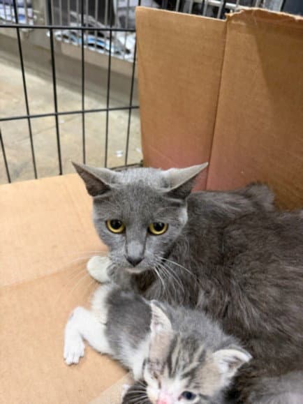 Tai - Domestic Short Hair