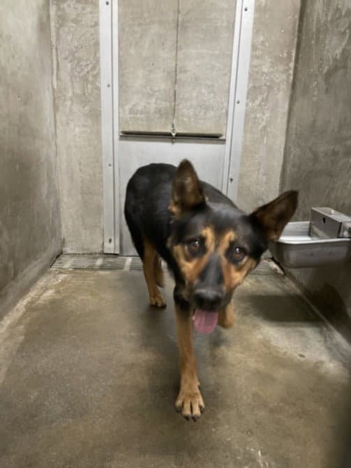 Stella - German Shepherd Dog
